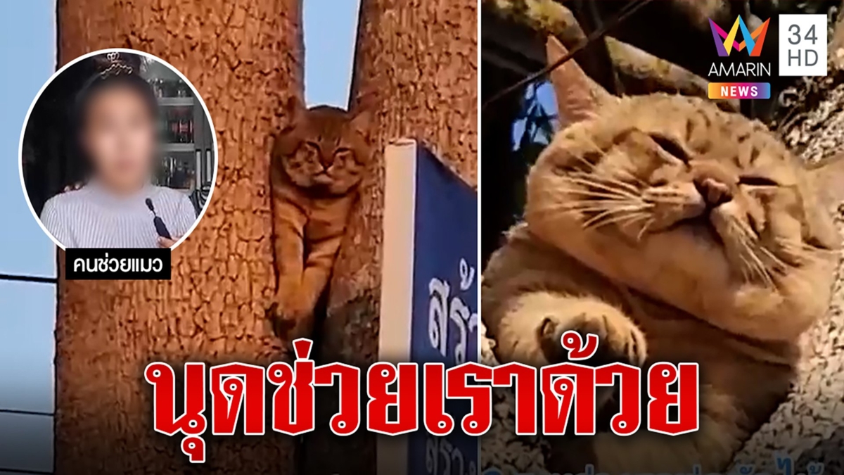 สาวช่วยแมวอ้วนติดคาต้นไม้ เชื่ออานิสงค์ทำหลุดพ้นชายไม่จริงใจหลอกรักแต่มีแฟนแล้ว