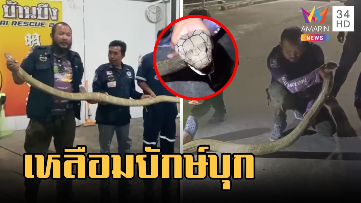 ช่วยจับวุ่น งูเหลือมตัวเบิ้มยาว 4 เมตร บุกร้านแว่น