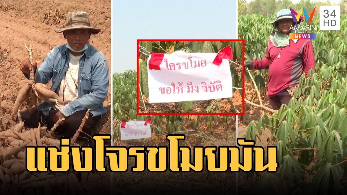 ชาวไร่แค้น! ติดป้ายสาปแช่งโจรขโมยมันสำปะหลัง