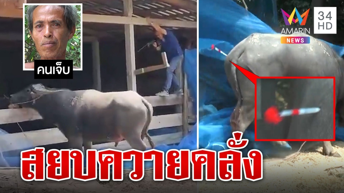 เปิดปฏิบัติการสยบควายคลั่งไล่ขวิดคน เจ็บ 4 สาหัส 1