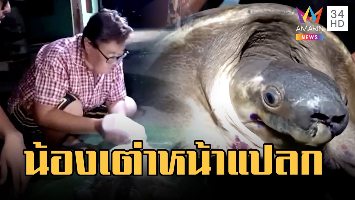 ถูกใจนักเสี่ยงโชค! เต่าหน้าแปลกหัวเหมือนแมวน้ำ โรยแป้งเห็นเลขตรงกับทะเบียนรถ