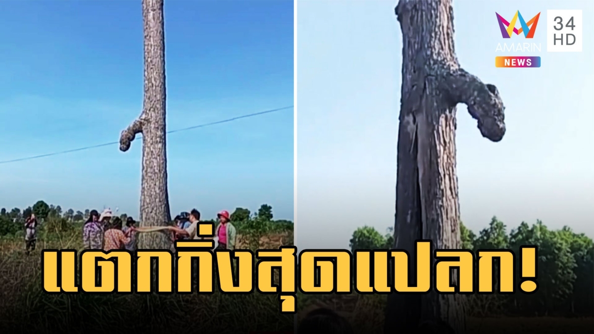 ต้นไม้แปลก! ต้นชาดแตกกิ่งคล้ายจู๋ผู้ชาย