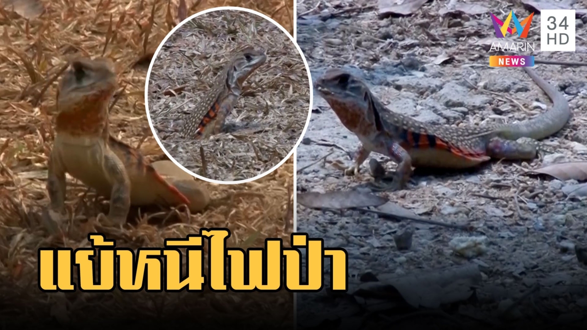 ฝูงแย้หนีร้อนพึ่งเย็น อพยพหนีไฟป่ามาขุดรูเกิน 500 ตัว