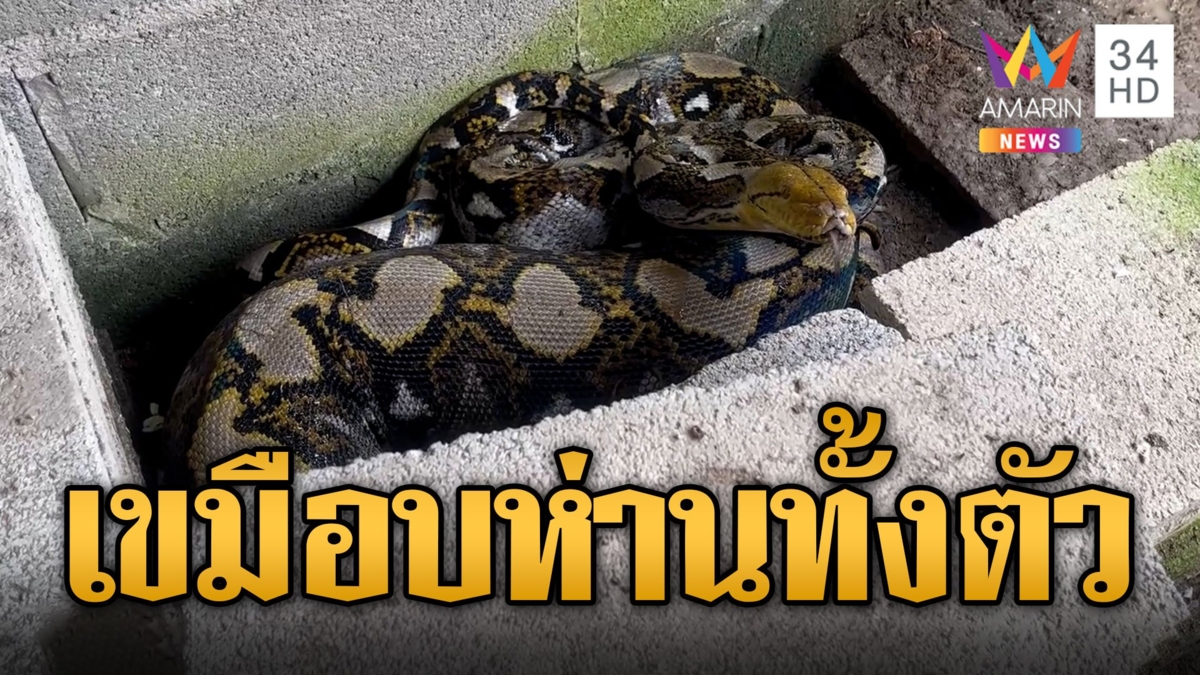 ตายห่าน! งูเหลือมซุกซอกบ้านไปนอน หลังกินห่านไปทั้งตัว