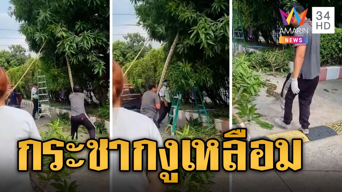 งูเหลือมฮึดสู้ เจอกระชากลงจากต้นไม้ ตะลึงยาว 4 เมตรกว่า ตัวเท่าขาคน