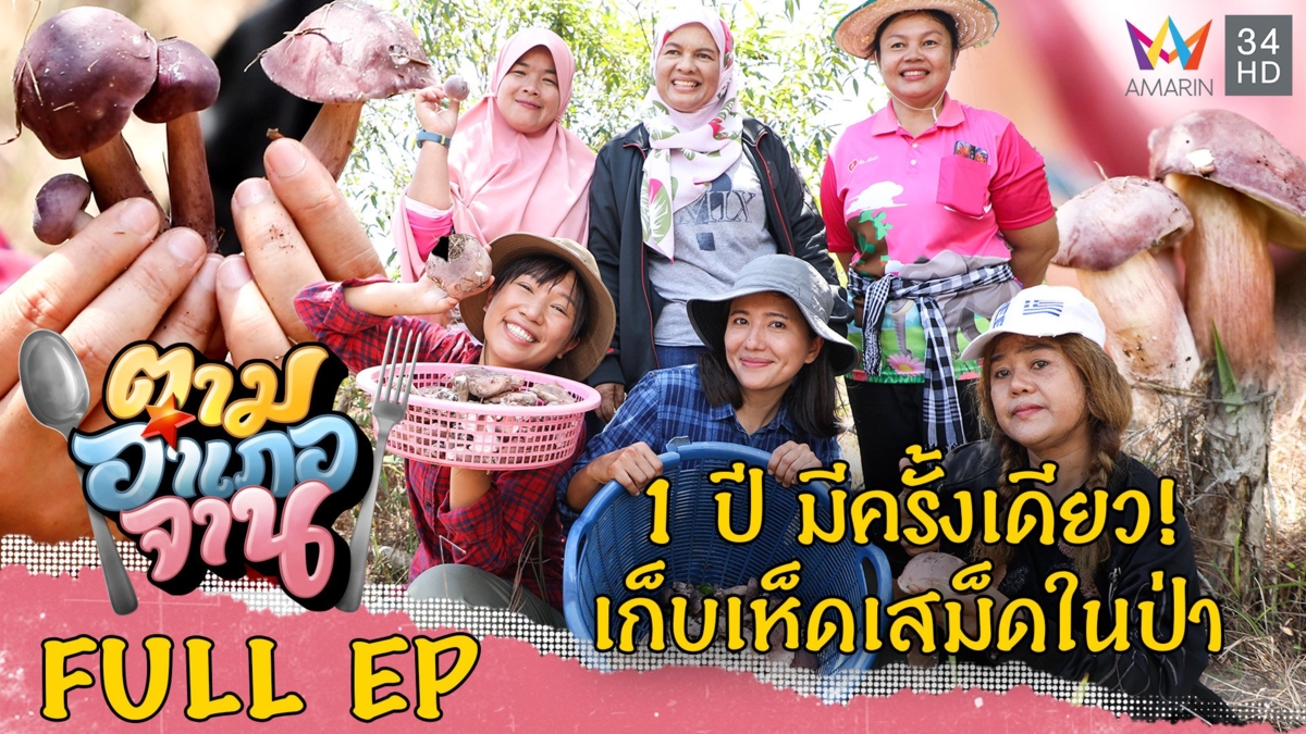1 ปี มีครั้งเดียว! เก็บเห็ดเสม็ดในป่า อ.คุระบุรี จ.พังงา