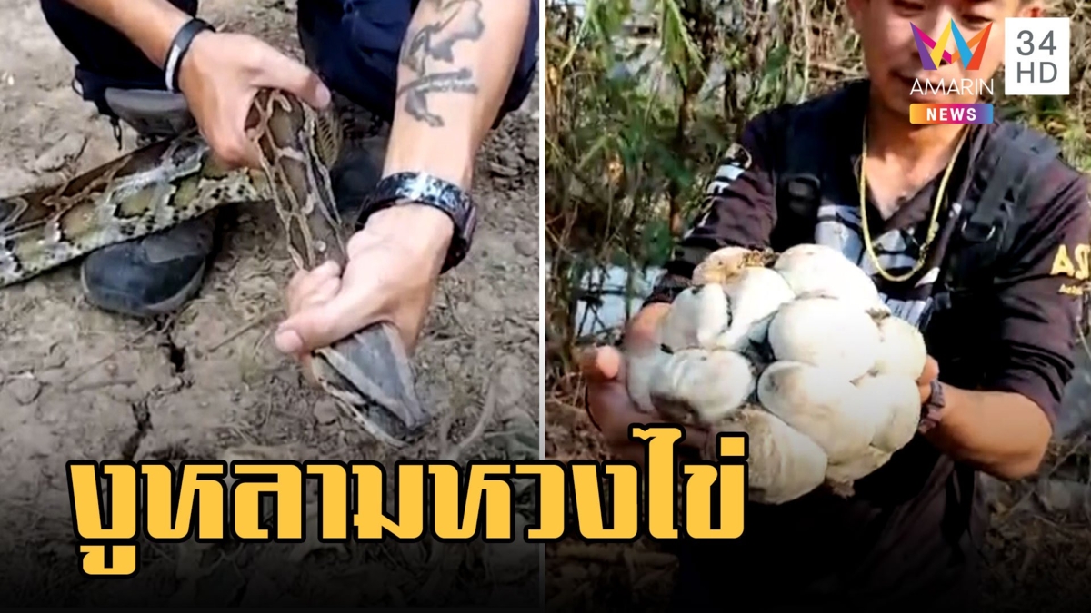 ป้าถางหญ้าข้างบ้าน เจอไข่งูหลามดุหวงไข่ 23 ฟอง