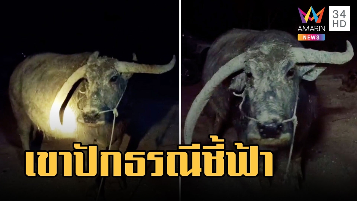 ควายแปลกเขาข้างนึงปักธรณีชี้ฟ้า เชื่ออาถรรพ์ห้ามซื้อขาย