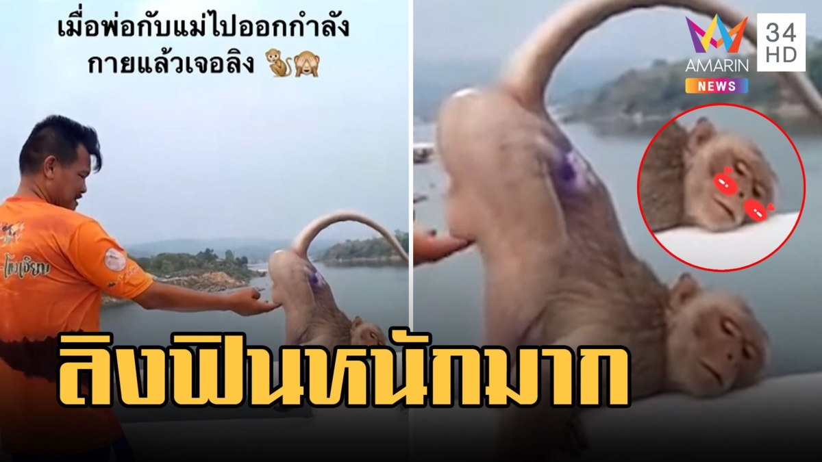 ลิงนอนกระดกก้นบนสะพาน หนุ่มไปเกาไข่ให้ฟินหนักมาก