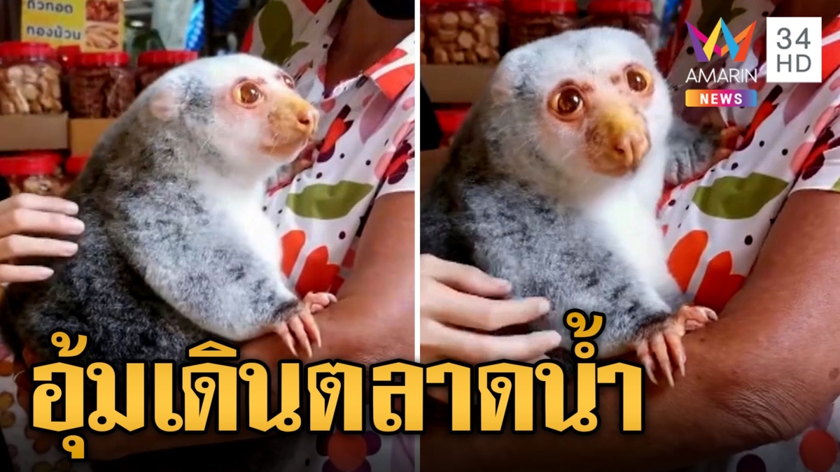 น้องโจโจ้ อุ้มตัวคูสคูสเดินตลาดน้ำ ตาแป๋วเชื่องมาก