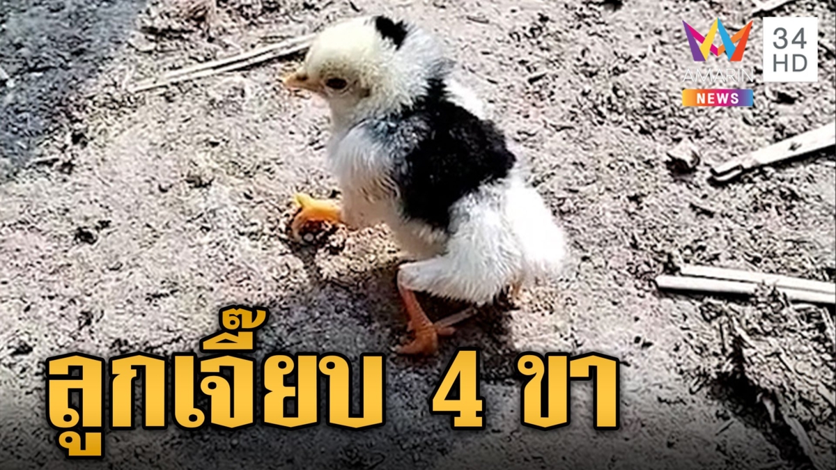 ตะมุตะมิมาก! เจ้าลูกเจี๊ยบ 4 ขา ชาวเน็ตขนานนามกริฟฟิน