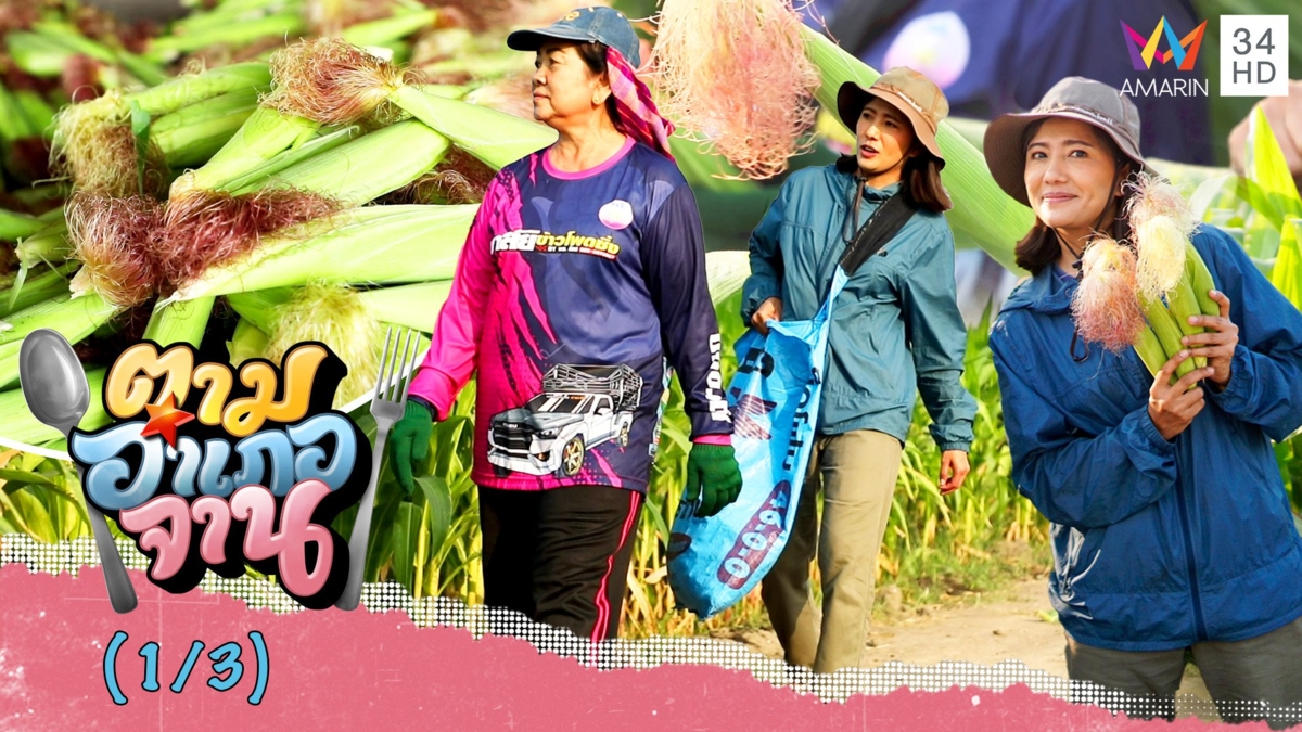 ลุยบ้านไร่ร่วมเจริญเก็บ ข้าวโพดอ่อน จ.กาญจนบุรี