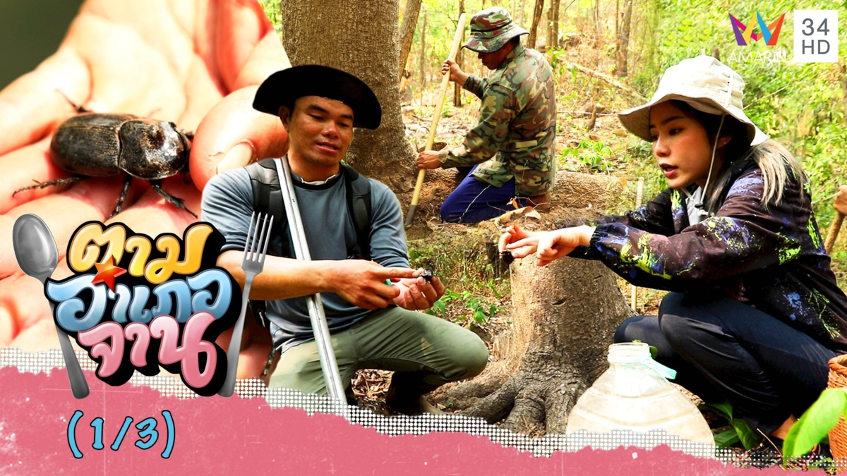 แบกเสียมเข้าป่าตามหา 'แมงกุดจี่อู้ด'