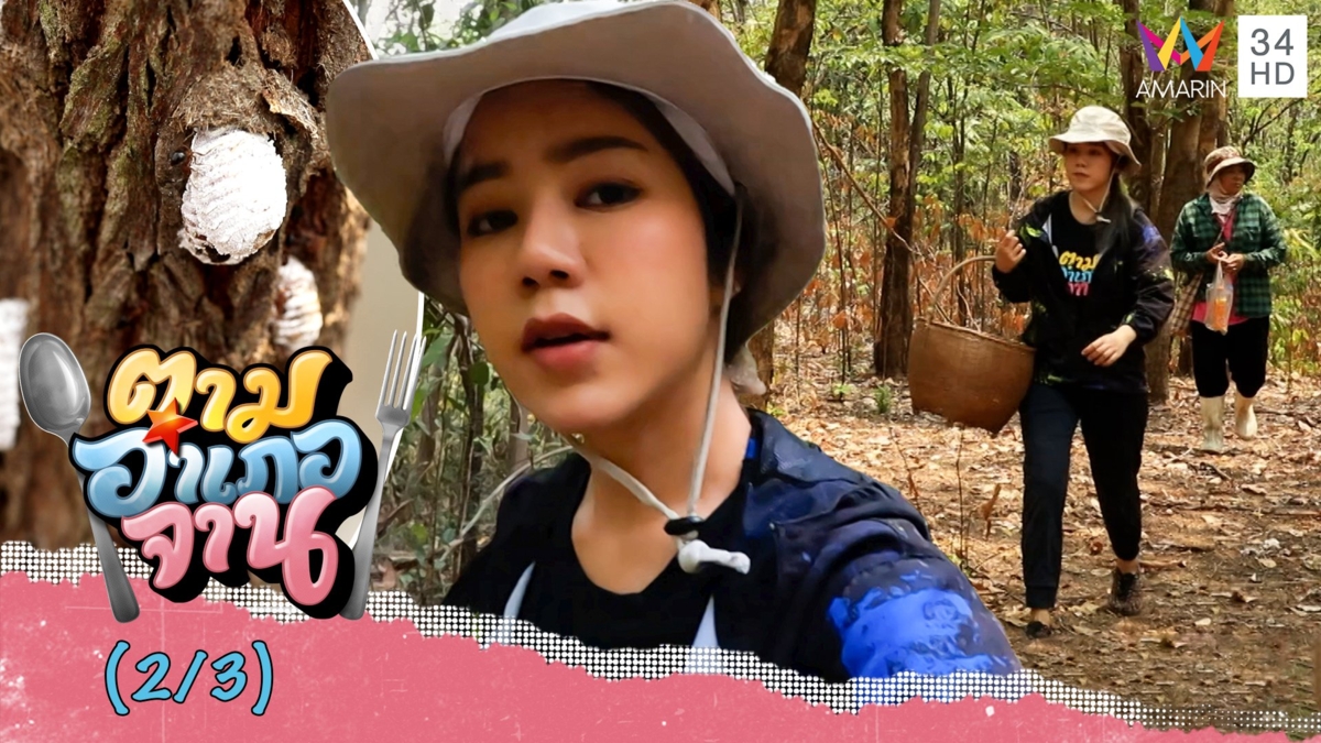 เจอแล้ว! 'ไข่จักจั่น' ตามซอกไม้ จ.ขอนแก่น