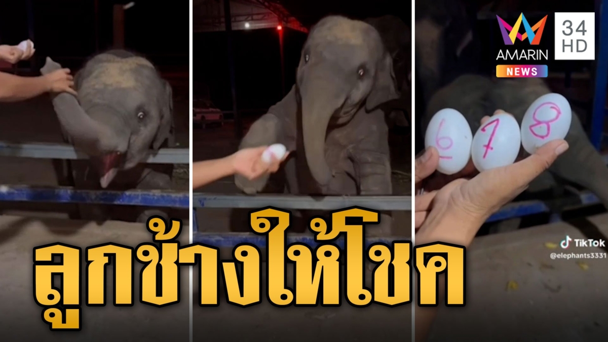 น้องพลายน้ำเพชร ลูกช้างให้เลข 3 ตัวปังๆ