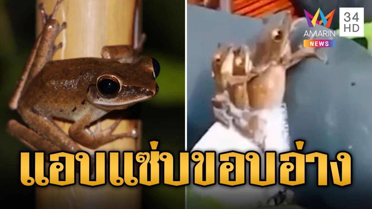เจ้าของอ่างบัวผงะ! เจอเขียดตะปาดแอบแซ่บ ซ้อนกัน 3 ตัวเน้นๆ