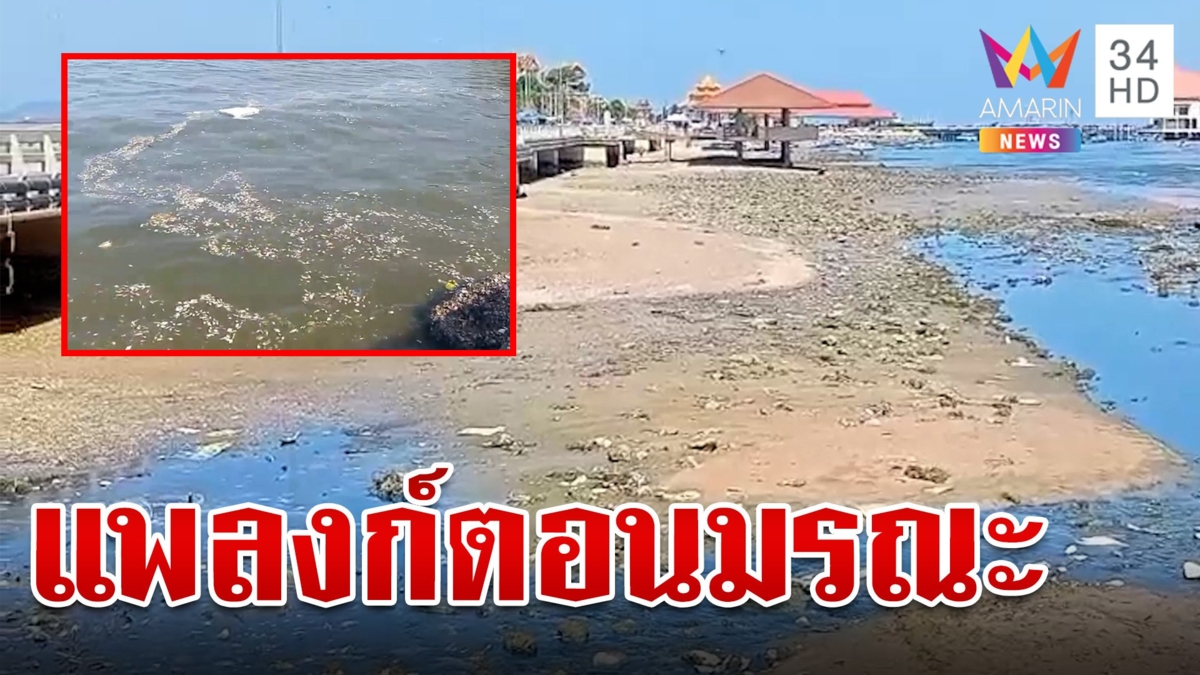 แพลงก์ตอนบลูม ทำน้ำทะเลศรีราชาเป็นสีเขียว ปลาขาดอากาศตายเกลื่อนหาด