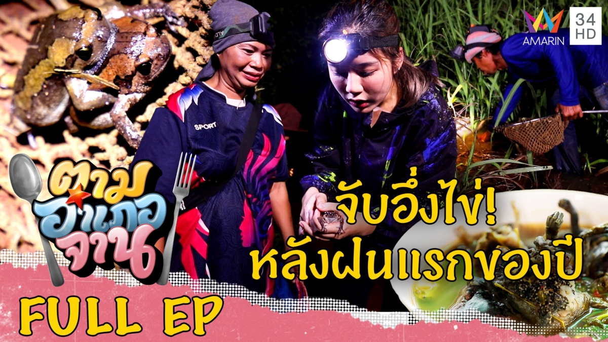จับอึ่งไข่! หลังฝนแรกของปี อ.เสิงสาง จ.นครราชสีมา
