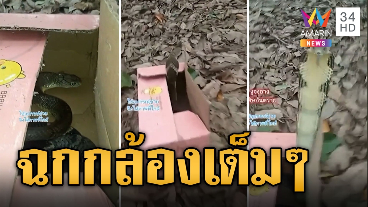 หนุ่มใจเด็ด! ไม่พึ่งกู้ภัยจับงูจงอางใส่กล่องปล่อยป่าสวนยางข้างบ้าน