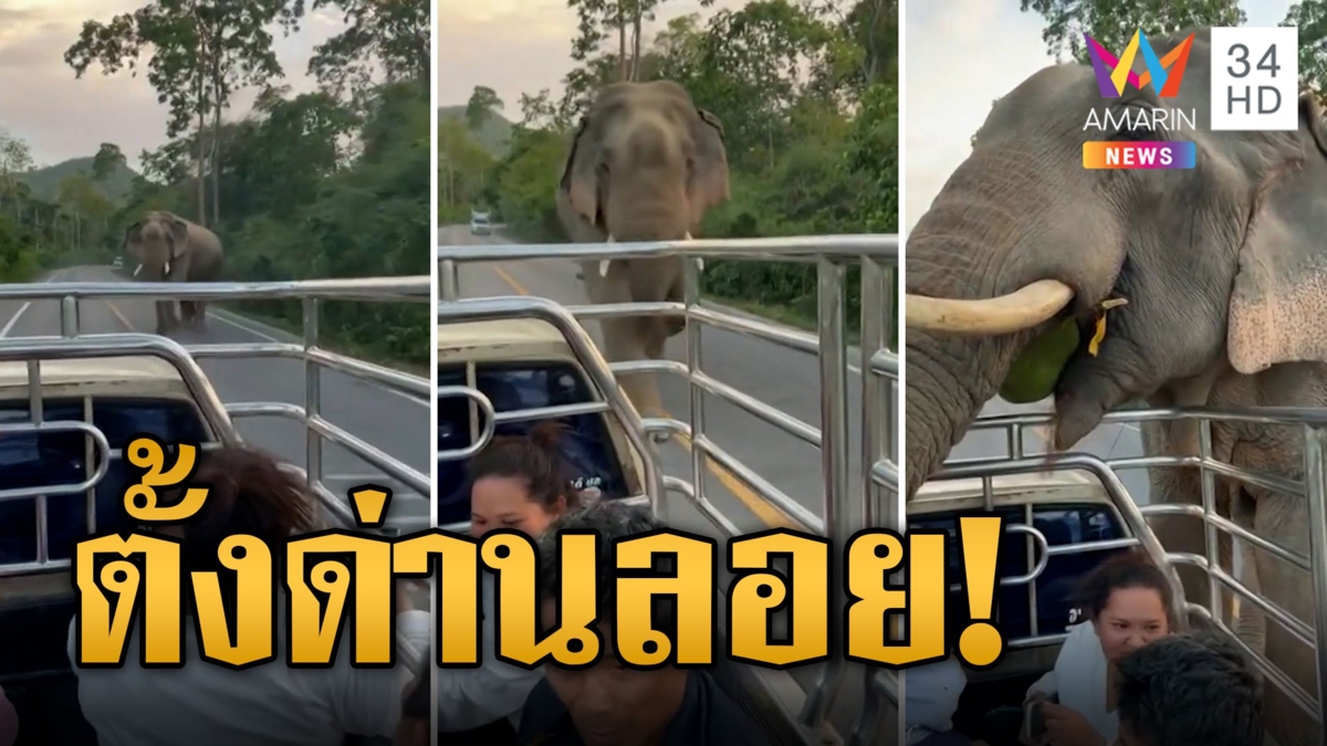 กระบะเจอด่านลอย ช้างป่าเดินมาดักคนนั่งหลังแทบกลั้นหายใจ