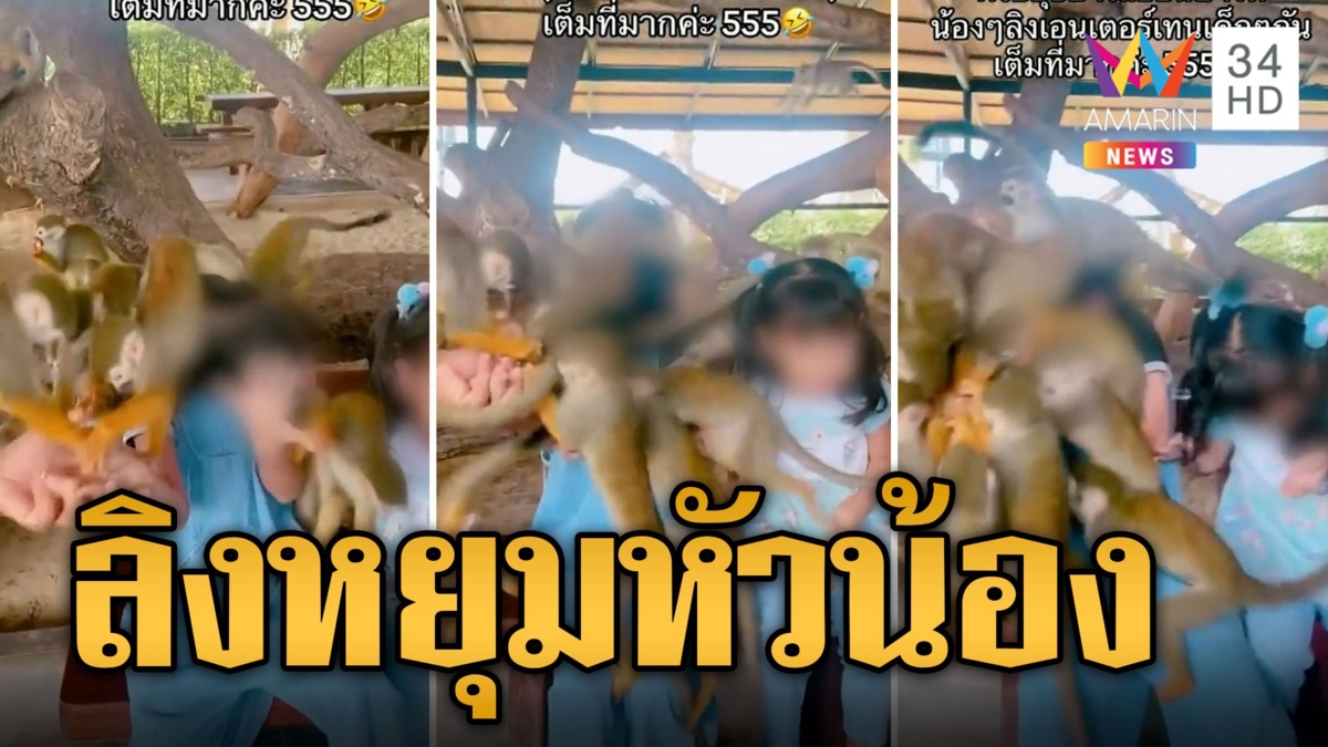 พี่น้องโดนรุมสกรัมต่อหน้าแม่ ลิงกระรอกปีนหัวแย่งอาหารในมือ
