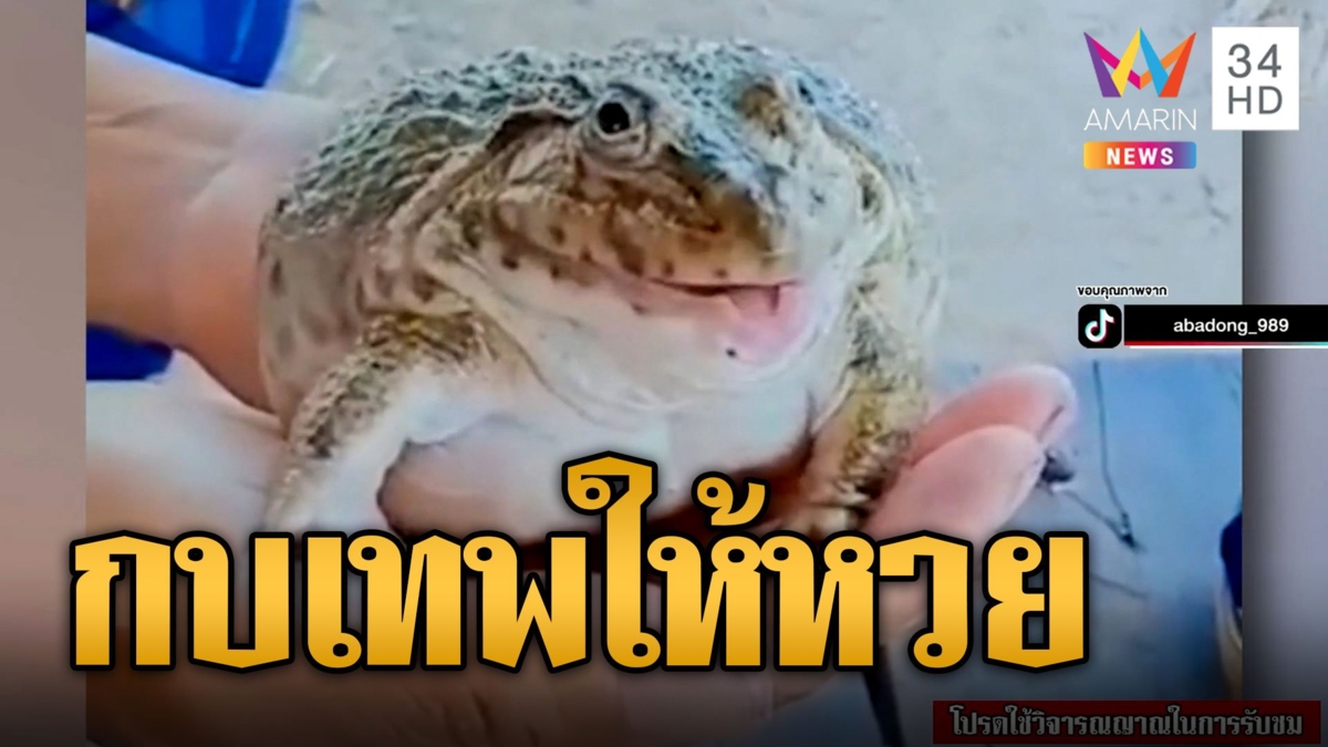 กบอ้วนปุ๊กลุกร้องเสียงคล้ายแมว ถามไรตอบได้หมด ร้องลั่น 85
