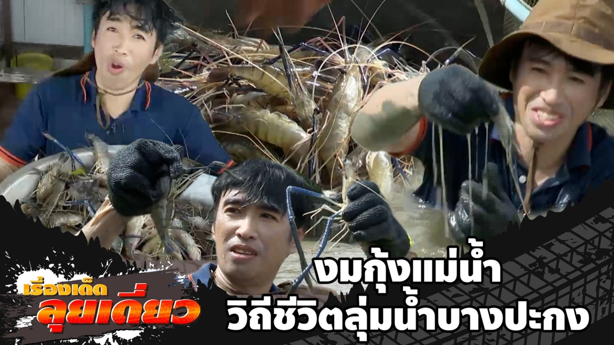เรื่องเด็ดลุยเดี่ยว | งมกุ้งแม่น้ำ วิถีชีวิตลุ่มน้ำบางปะกง