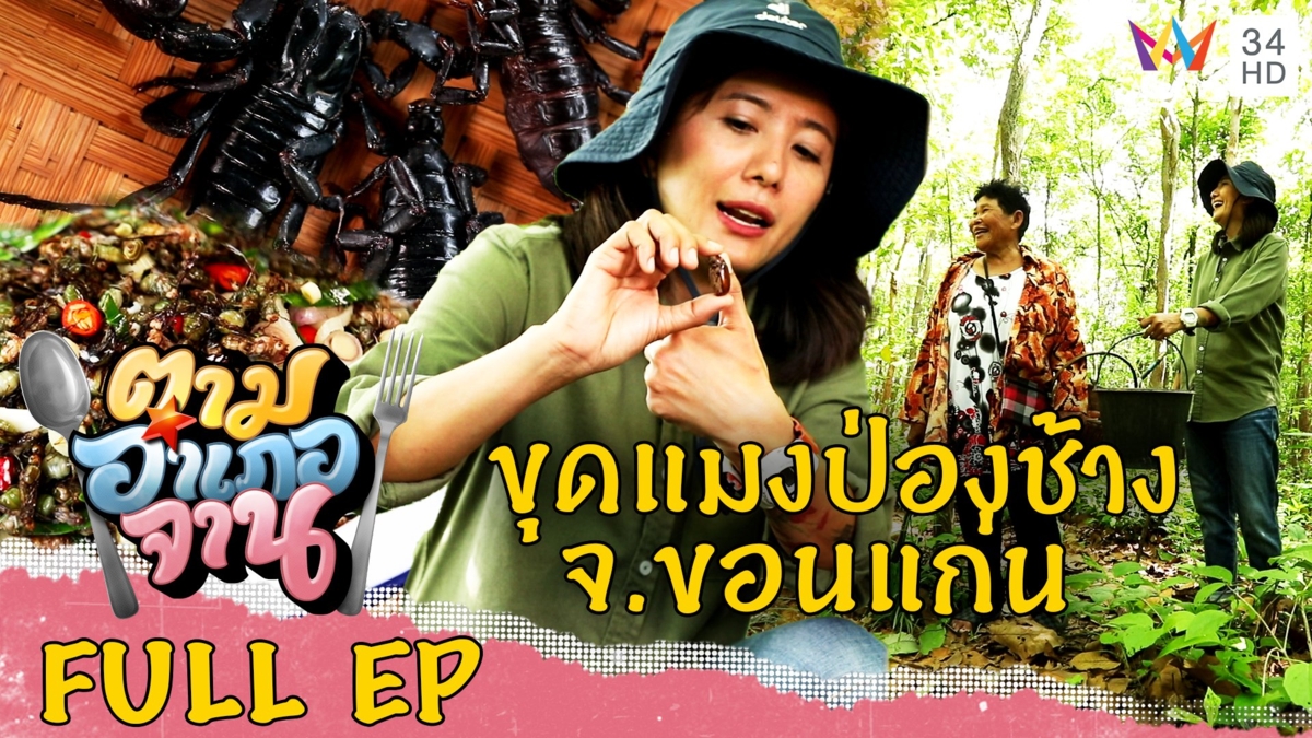 ขุดแมงป่องช้าง อ.บ้านไผ่ จ.ขอนแก่น