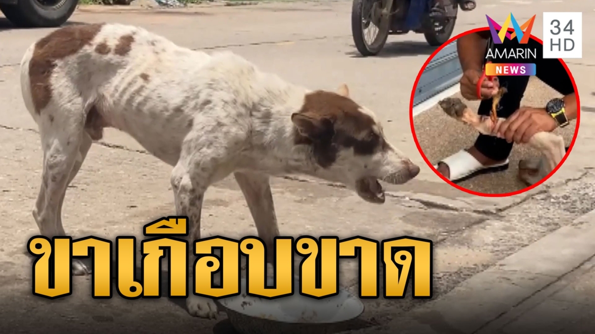 คนใจบาปเชือกรัดขาหมาบาดลึกเนื้อเน่าเกือบขาด ให้ข้าวยิงยาสลบช่วยเหลือ