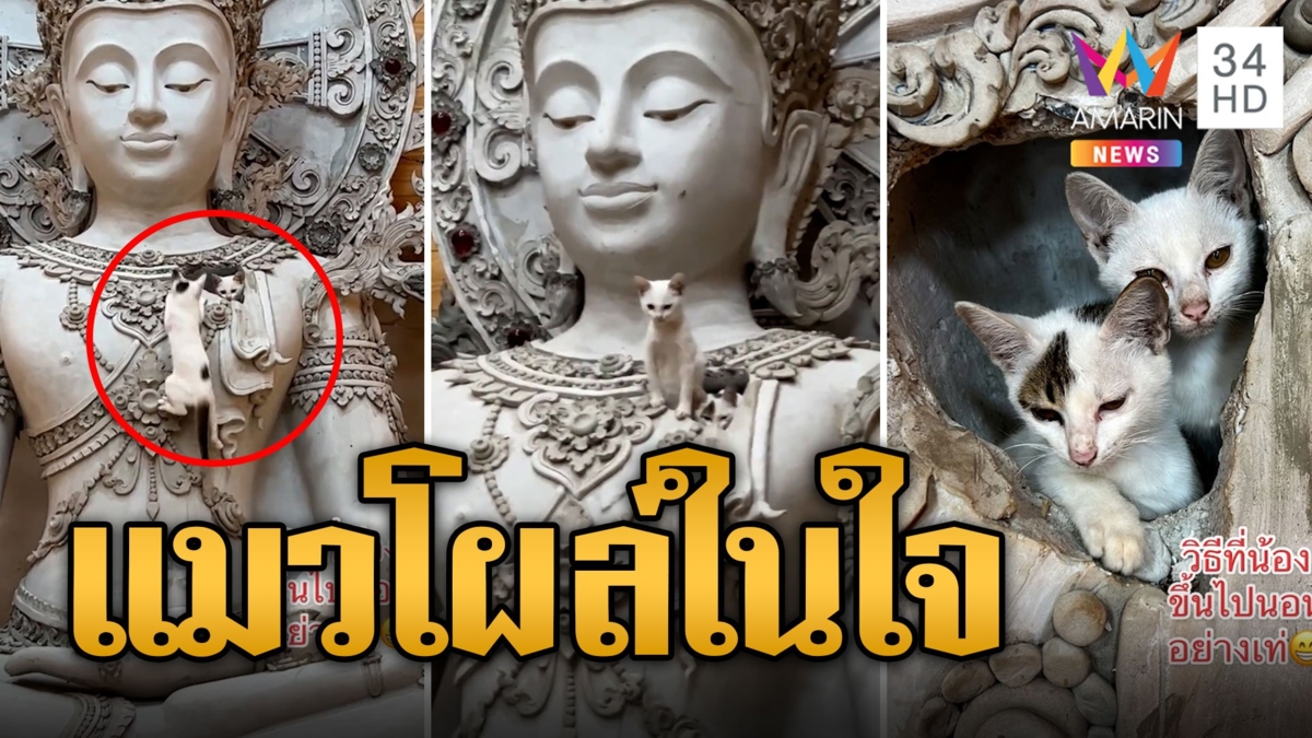ทาสใจละลาย น้องแมวจรโดนทิ้ง โผล่ในใจ "พระพุทธรูป"