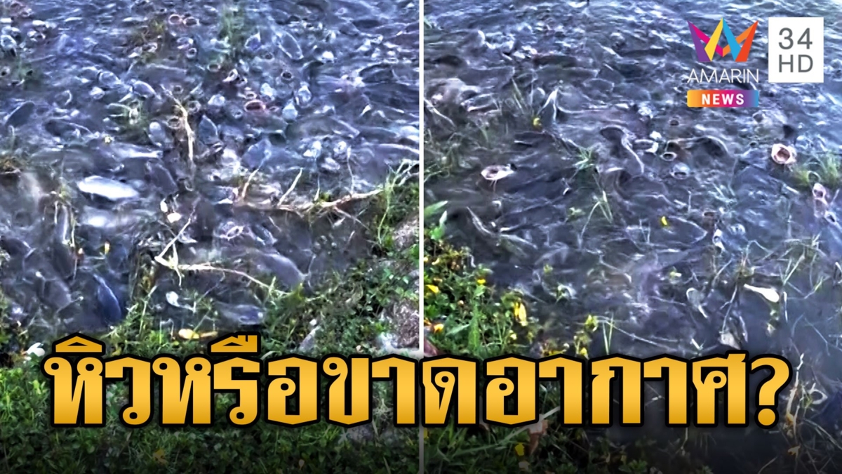 ขนลุก ฝูงปลาดุกโผล่เบียดอ้าปากหวอ เหมือนแย่งอากาศหายใจอยู่ในน้ำ