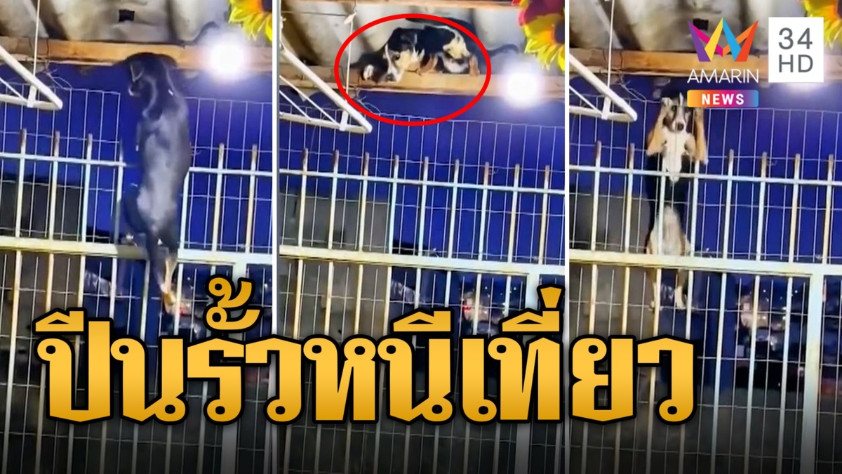 ลิงในร่างหมาปีนรั้วบ้านหนี สกิลสูงออกจากบ้านไปเที่ยว