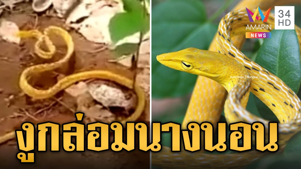 งูสีเหลืองทองทั้งตัว โผล่กลางสวนยางใกล้ป่าเขาอ่างฤาไน บอกชัดๆ เจอที่หมู่ 14