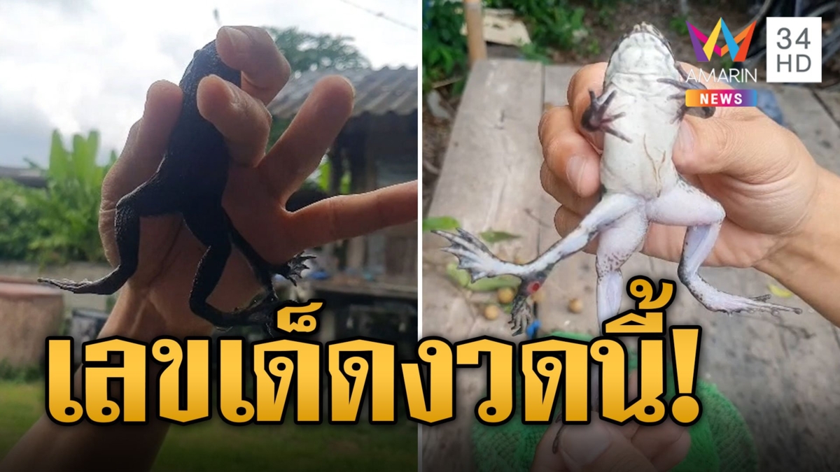 กบพะเยา 6 ขา เหมือนหางนางเงือก ตัวดำปากเขียวบอกชัดๆ 3 เลขเด็ด