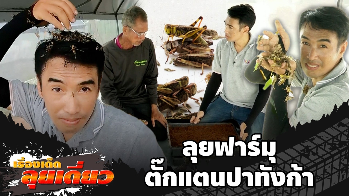 เรื่องเด็ดลุยเดี่ยว | ลุยฟาร์มตั๊กแตนปาทังก้า ขายไข่-ตัว รายได้งาม