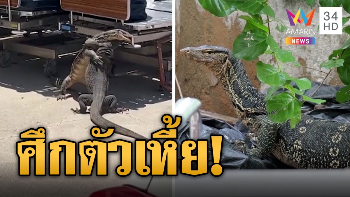 ตัวเหี้ยสู้กันแย่งถิ่น มุดใต้เตียงไฝว้กันต่อ ส่องทะเบียนรถพยาบาล