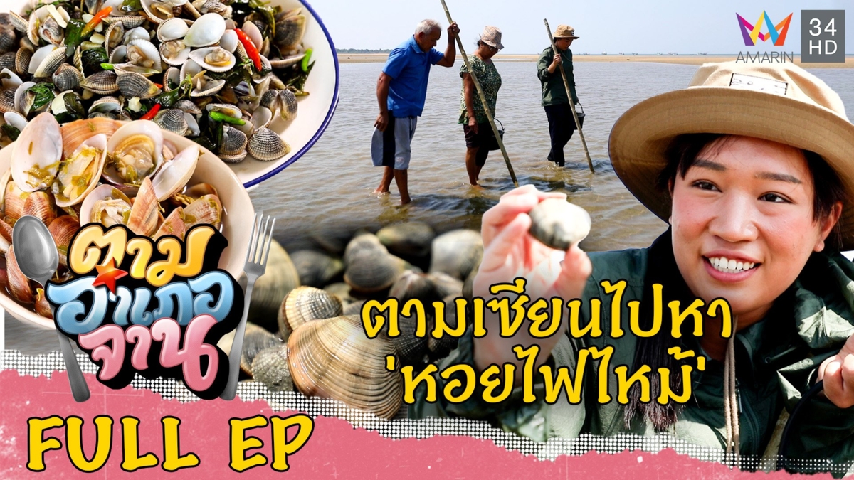 ตามหาสารพัดหอยริมหาด อ.ปะทิว จ.ชุมพร