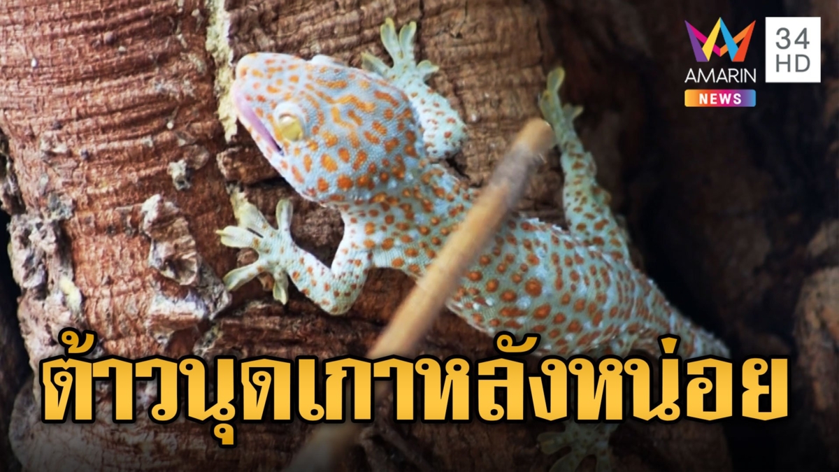 ต้าวตุ๊กแก แสนเชื่องเคาะป๊อกๆ ออกมาให้เกาหลังขวัญใจ นทท.