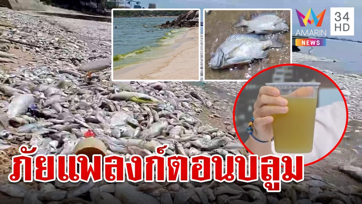 แพลงก์ตอนบลูมพ่นพิษ ปลาตายเกลื่อนหาดบางพระ ศรีราชา