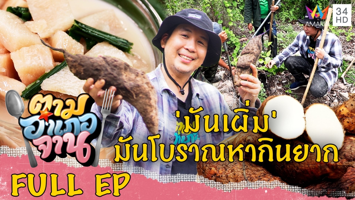 ขุดมันป่าหายาก อ.โพธิ์ไทร จ.อุบลราชธานี
