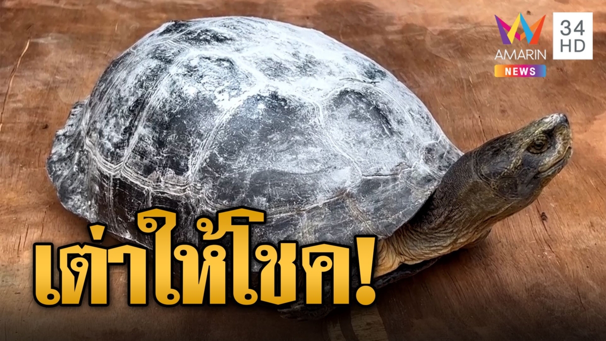 เชื่อมาให้โชค! แม่ค้าขายปลาเจอเต่าตัวใหญ่วันพระ