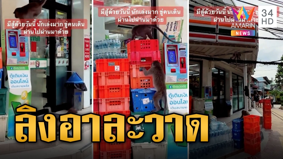 ไม่กลัวคน 'ฝูงลิงหิวโซ' บุกปล้นกล้วยหน้าร้านสะดวกซื้อ