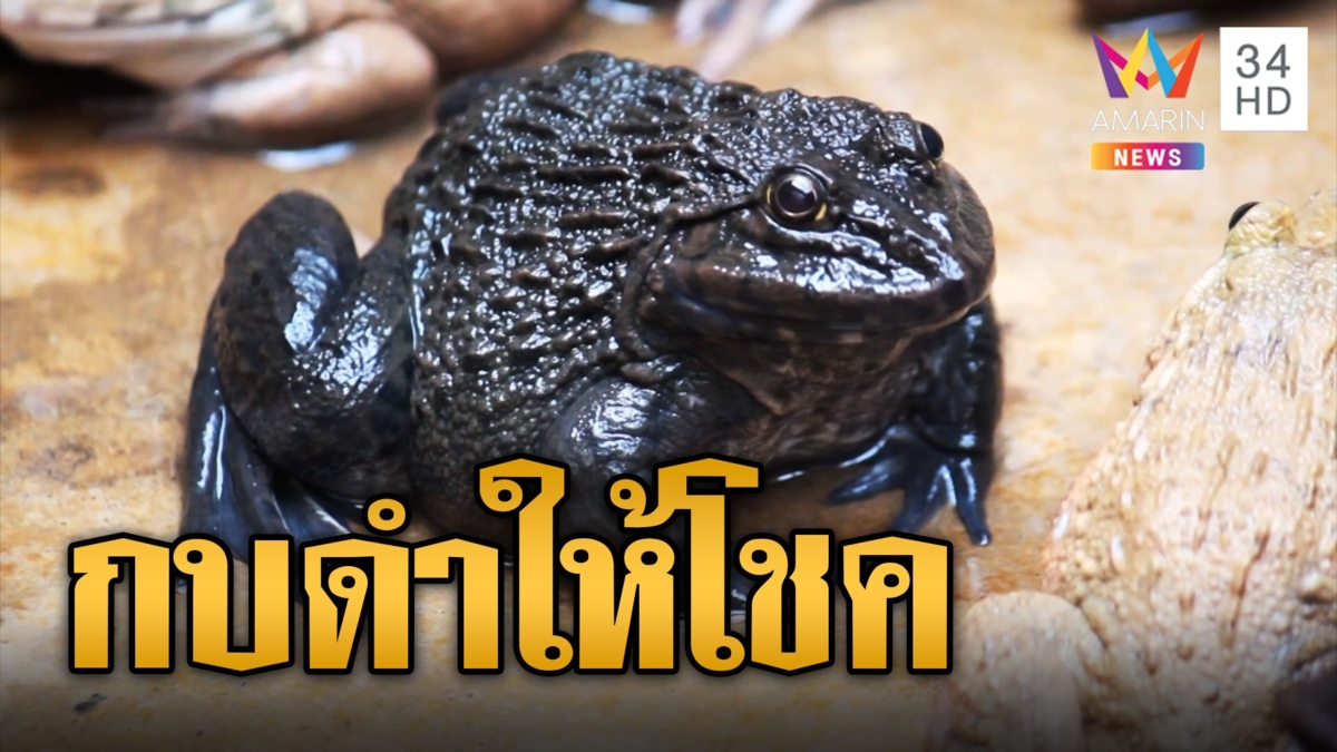 เชื่อมาให้โชค กบดำ หายากเจ้าของลั่น ขอซื้อก็ไม่ขาย
