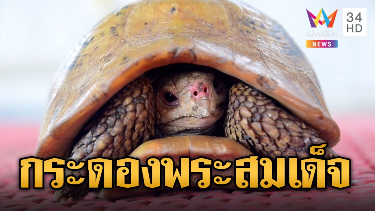 น้องน่าร๊าก 'เต่าสีทอง จมูกแดง' ส่องใกล้ๆ กระดองคล้ายพระสมเด็จ