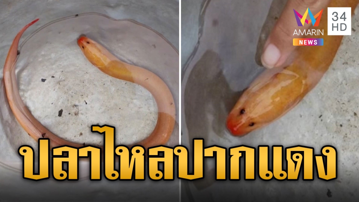 ชาวบ้านแห่มุง! ปลาไหลทองปากแดง เชื่อมาให้โชค
