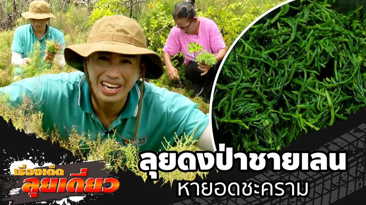 เรื่องเด็ดลุยเดี่ยว | ลุยดงป่าชายเลน หายอดชะคราม จ.ชลบุรี