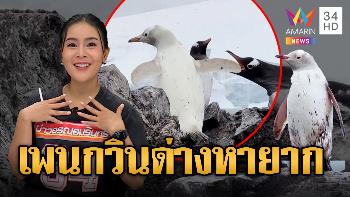 หาดูยาก! เพนกวินด่าง กลางฝูงไม่เหมือนเพื่อนๆ