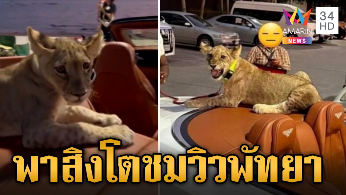 แตกตื่นทั้งถนน! สิงโตนั่งเบนท์ลีย์ สปอร์ตหรูเปิดประทุน ชมวิวพัทยา