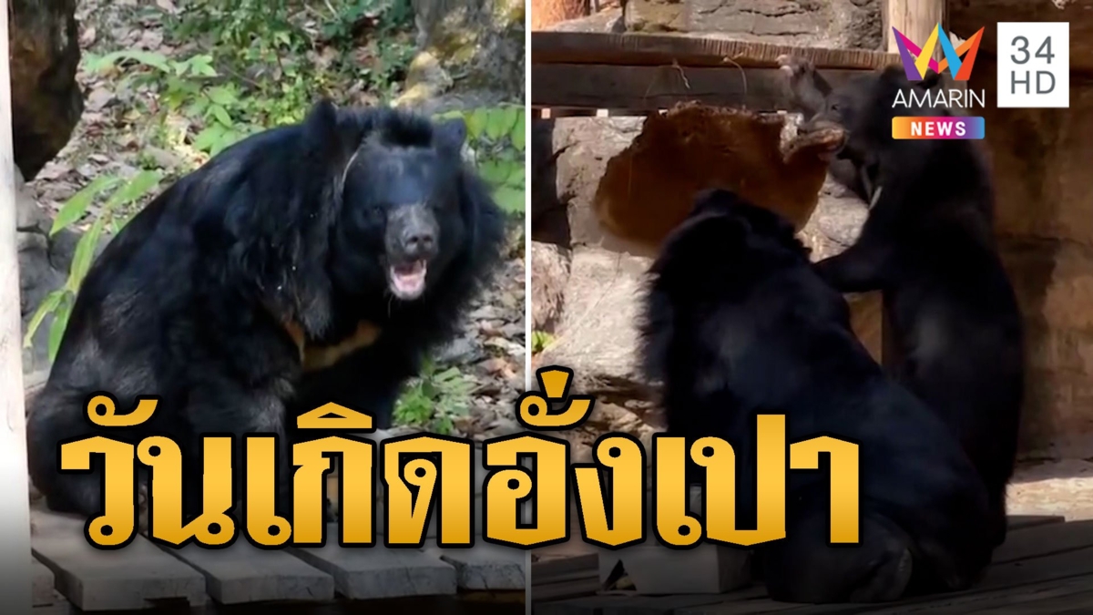 วันเกิดน้องอั่งเปา หมีควาย ร้องเพลงฉลองวันเกิด เปย์รังผึ้งป่า กล้วยน้ำว้า กินเต็มอิ่ม