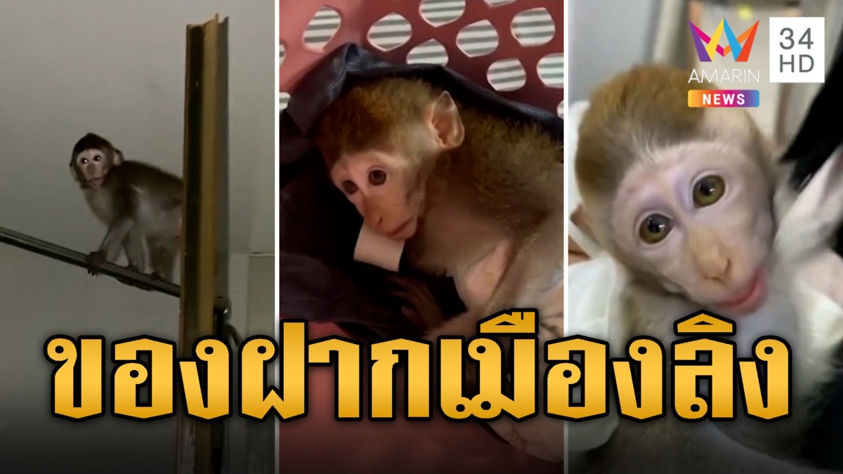 ของฝากเมืองลิง! ลิงเด็กติดรถจากลพบุรีมา กทม.ต้องกลับเอาไปฝากไว้